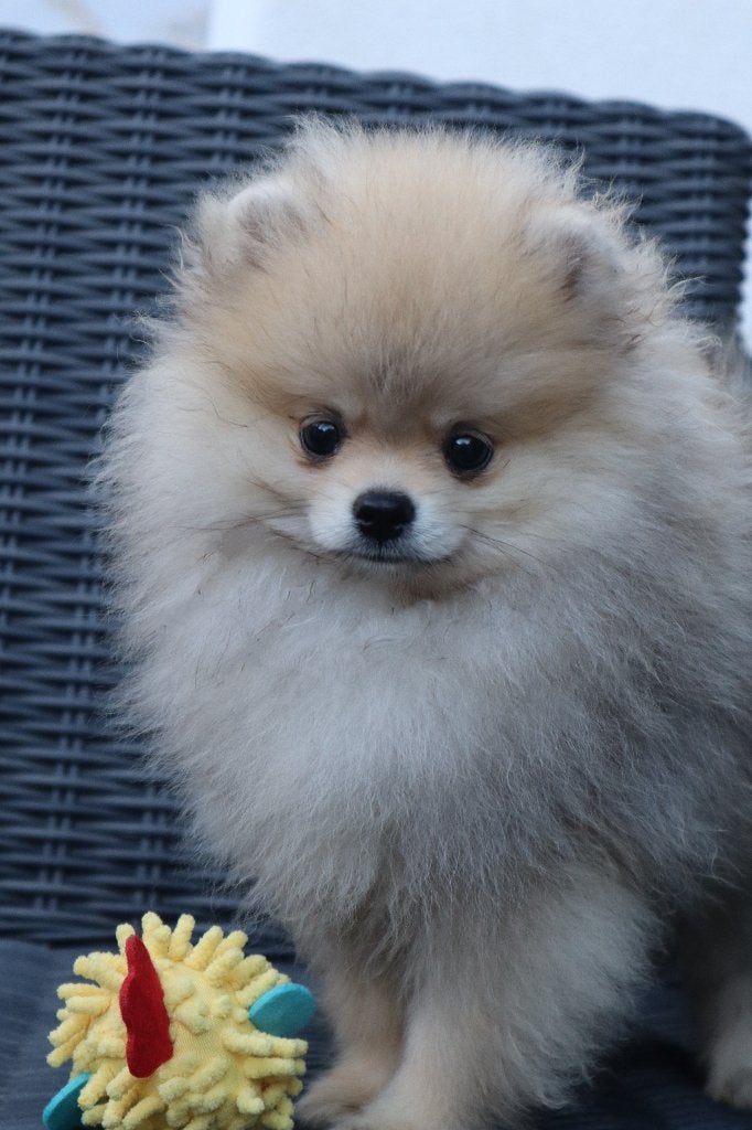 Mini Bearface Pomeriaan/Pomeranian Reutje Aanwezig in NL, Nederland, Keeshond, 15 weken tot 1 jaar, Reu