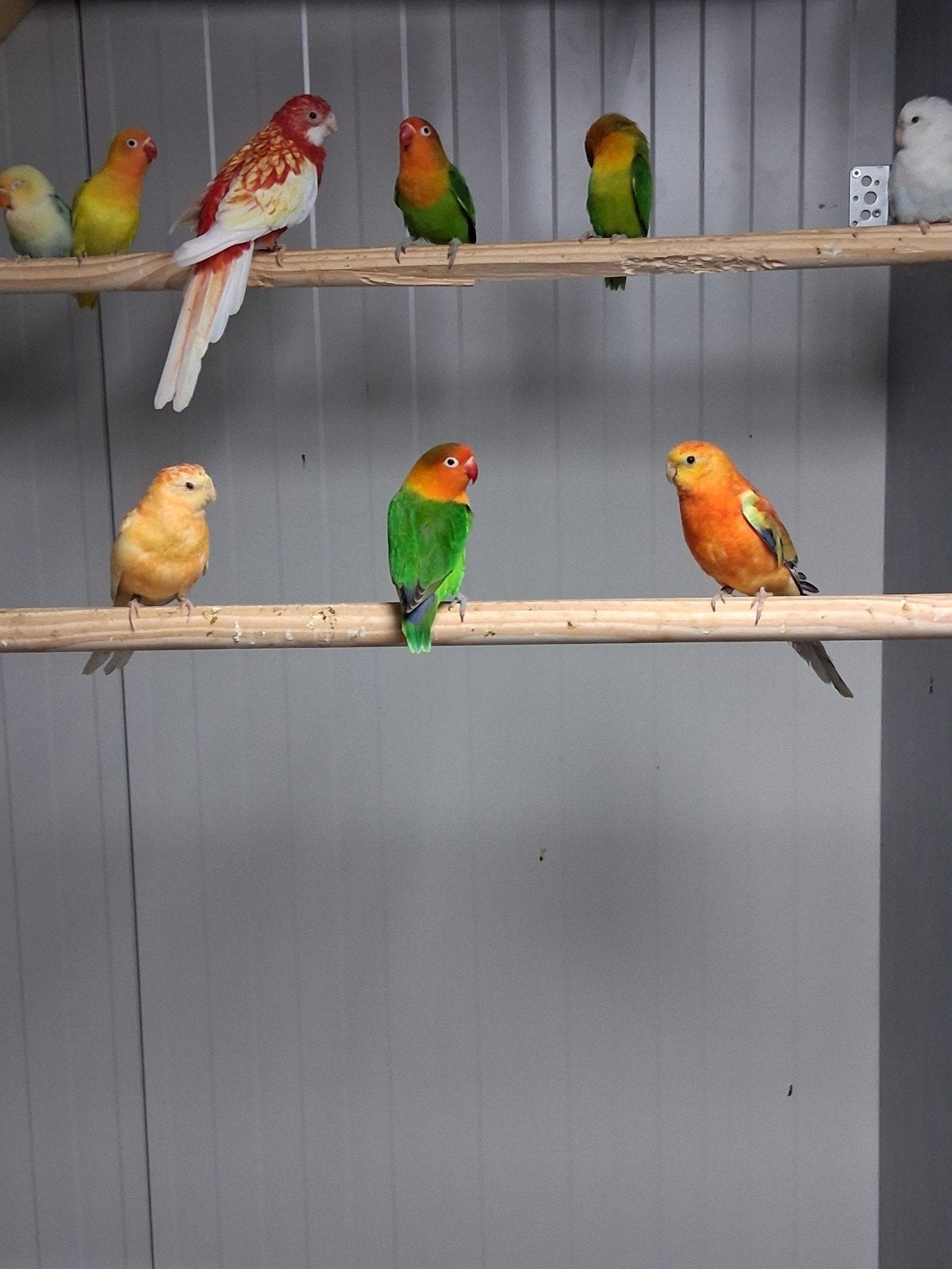 mooi koppel roodruggen, Dieren en Toebehoren, Meerdere dieren, Parkiet