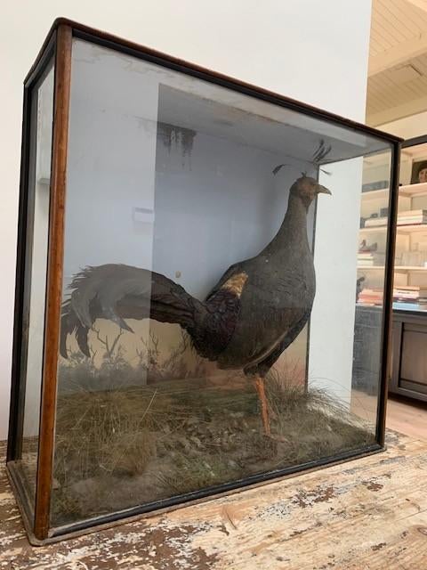vuurrugfazant fazant in vitrine, Antiek en Kunst, Curiosa en Brocante, Ophalen