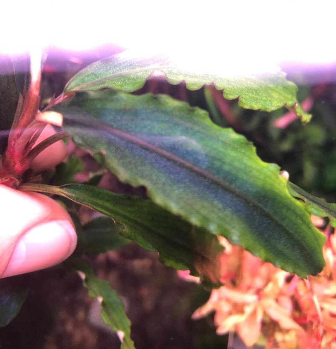 Bucephalandra Velvet Leaf, Dieren en Toebehoren, Ophalen of Verzenden, Plant(en), Steen of Hout