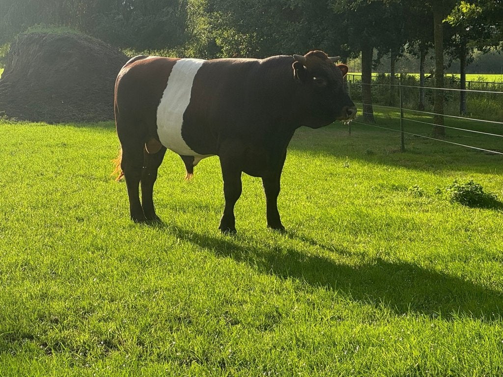 Lakenvelder stier, Mannelijk, 0 tot 2 jaar