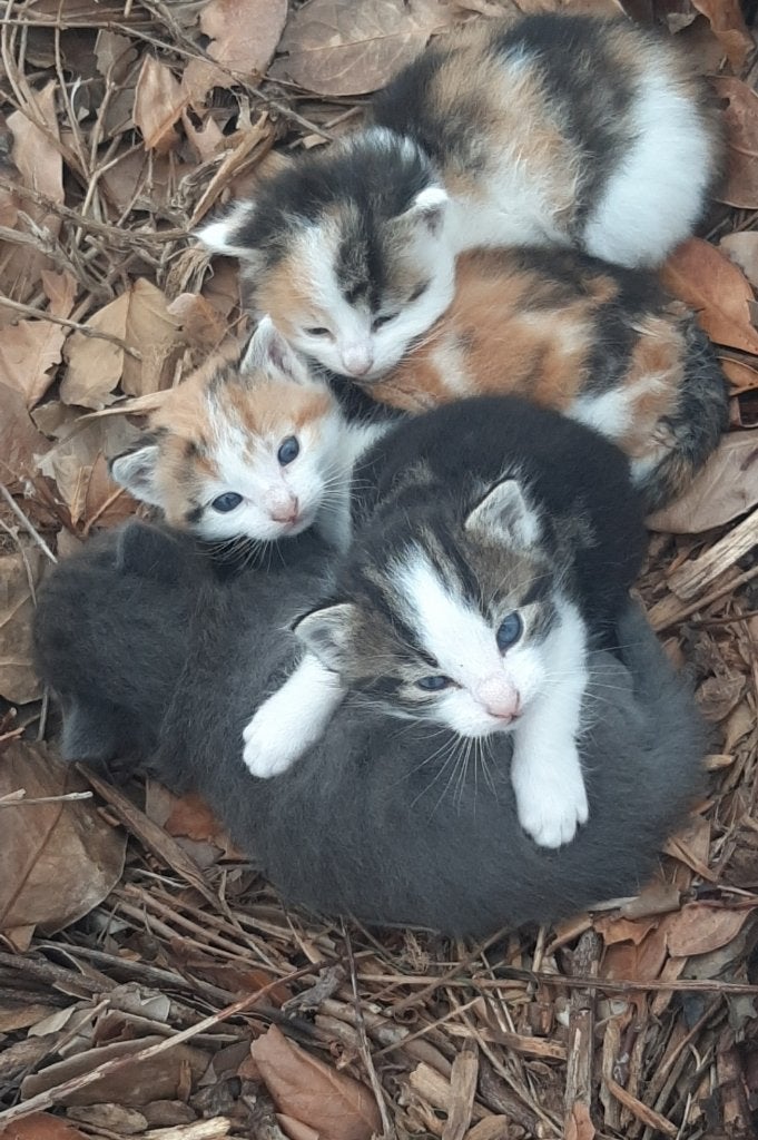 Kittens, Dieren en Toebehoren, Meerdere dieren, 0 tot 2 jaar