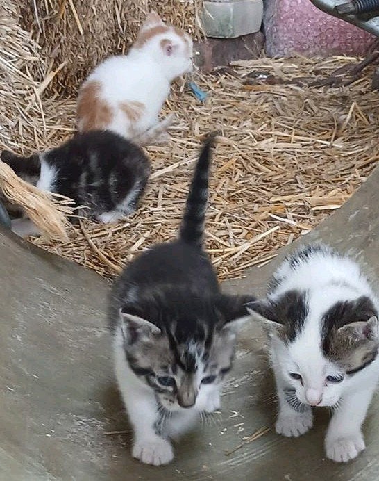 Onze lieve kittens / poesjes, 💕 N. O. T.K, Poes, Kortharig, 0 tot 2 jaar