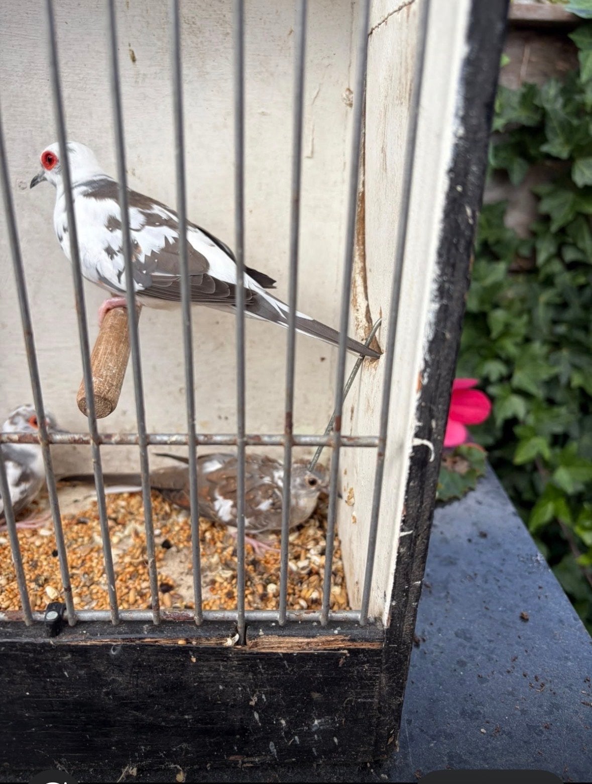 4 jonge bonnet diamand duifjes 3 man 1 vrouwtje