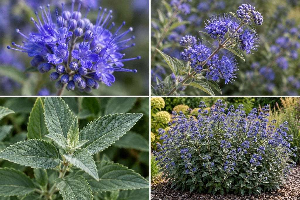 Partij 33 Caryopteris Heavenly Blue 40-60 cm €150, Ophalen of Verzenden, Overige soorten, Struik, Minder dan 100 cm