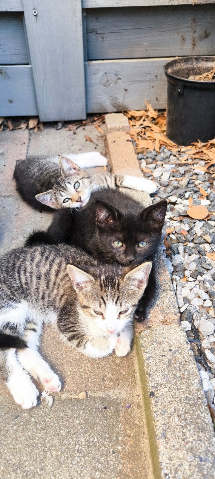 Kittens