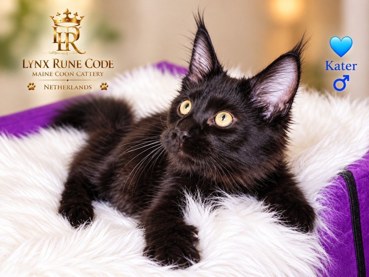 Europese Maine Coon kittens uit World Champion-lijnen 

ht, Kater, Met stamboom, 0 tot 2 jaar