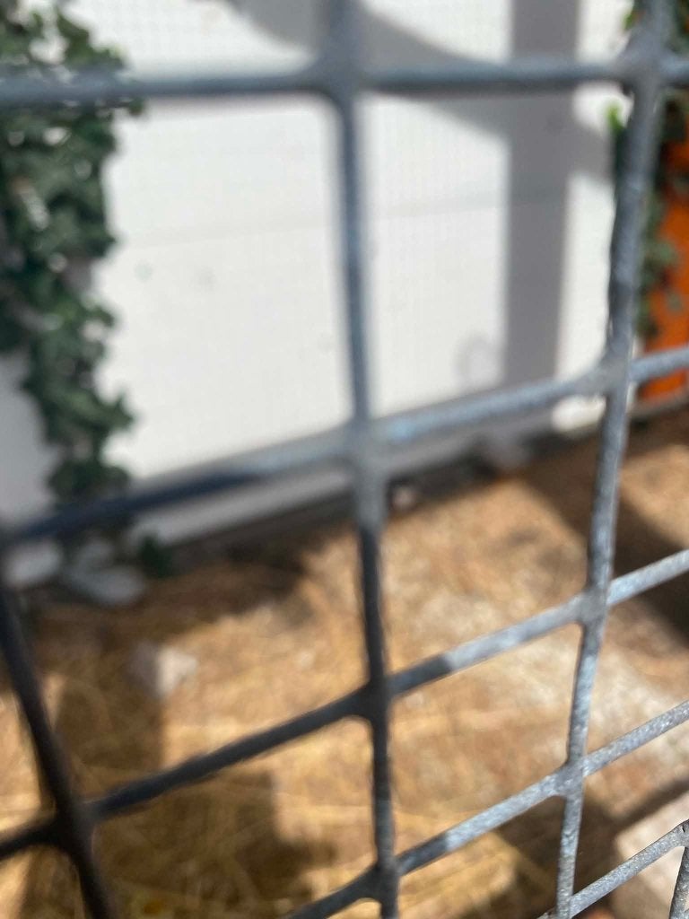 kwartels 3 stuks gratis halen, Meerdere dieren, Dwergpapegaai of Agapornis