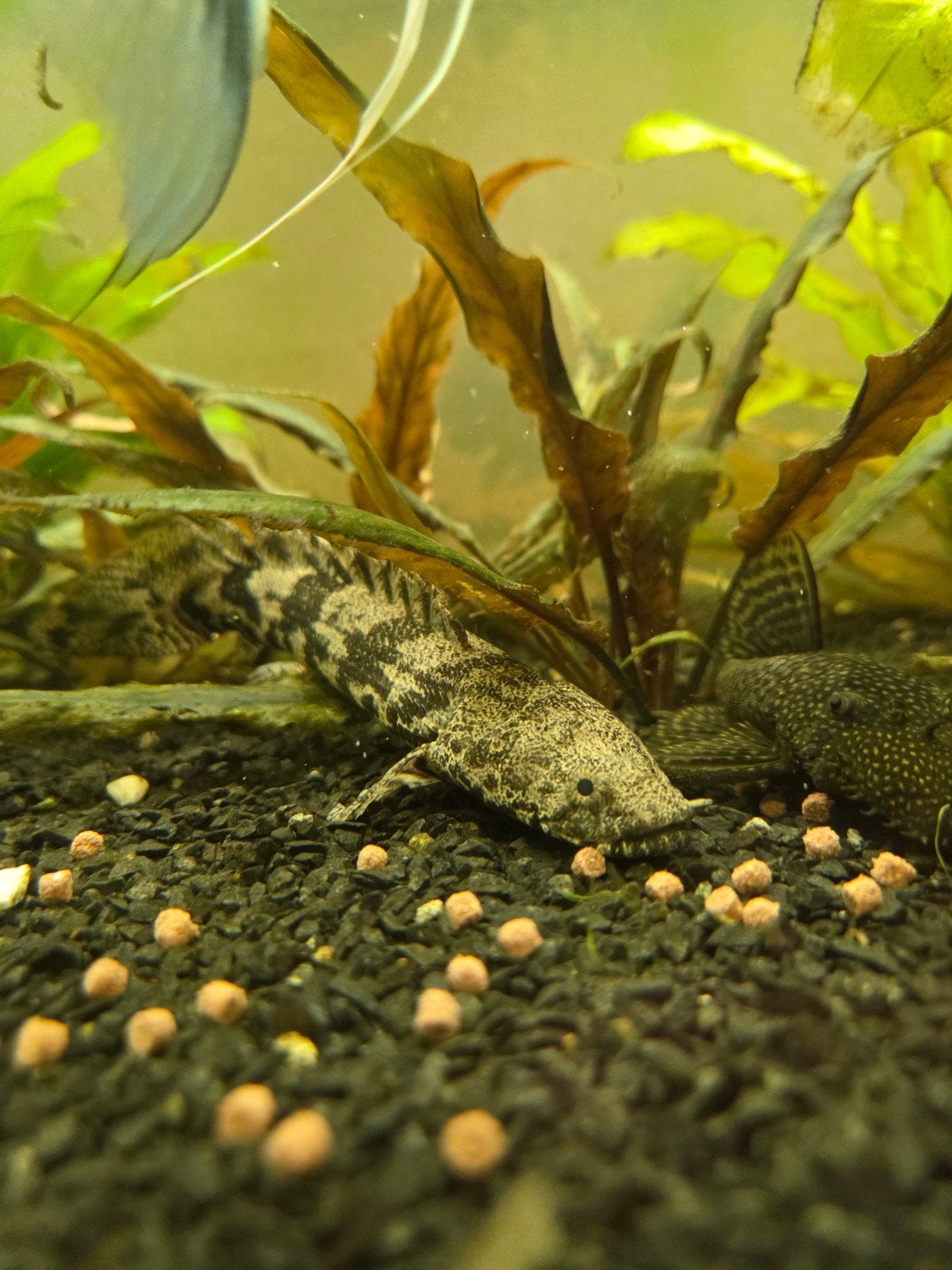 endlicheri bichir (1 oog), Vis, Zoetwatervis
