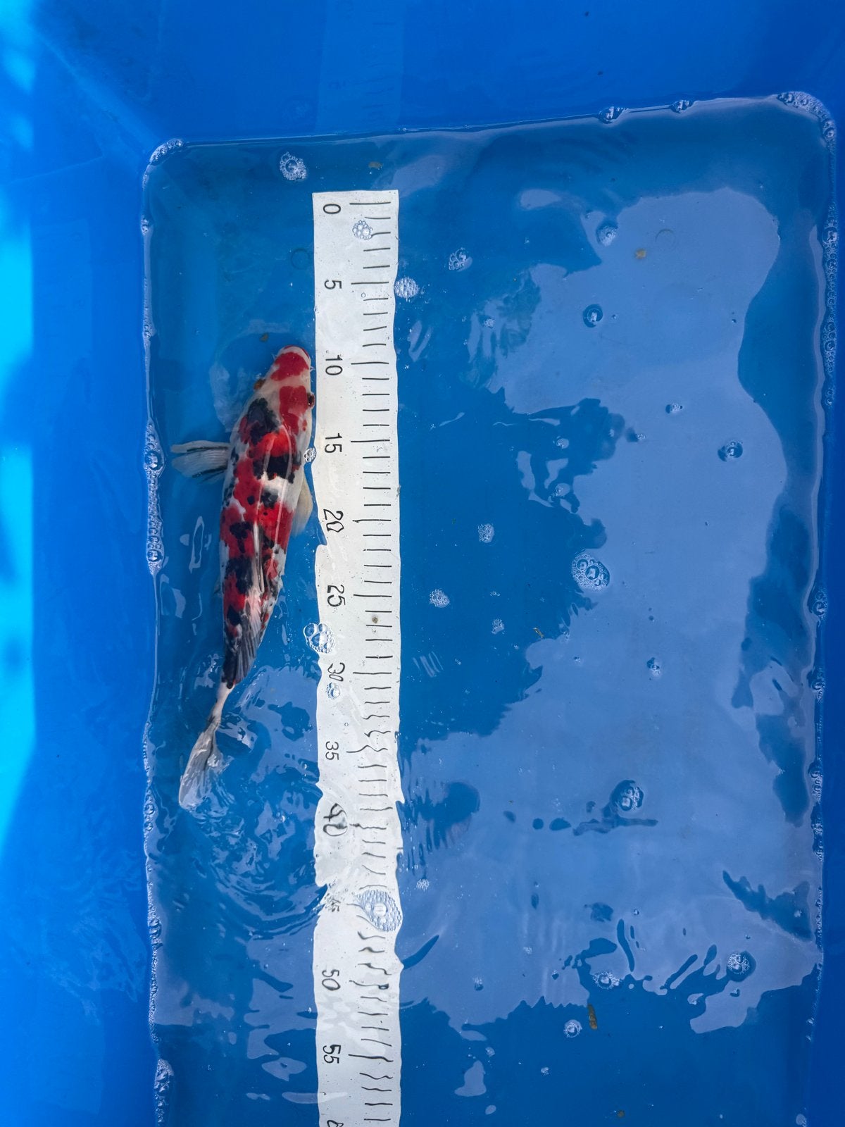 Prachtige showa koi !, Karper of Koi