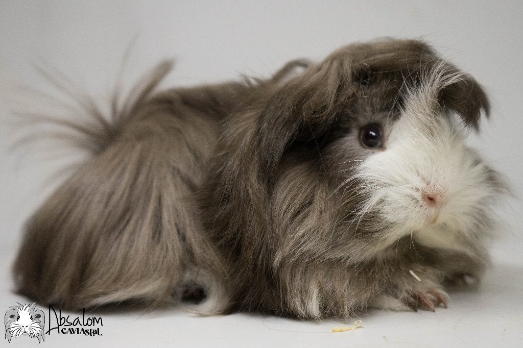 Choco zilvervos wit peruvian cavia zeugje, Dieren en Toebehoren, Cavia, Vrouwelijk, Tam, September