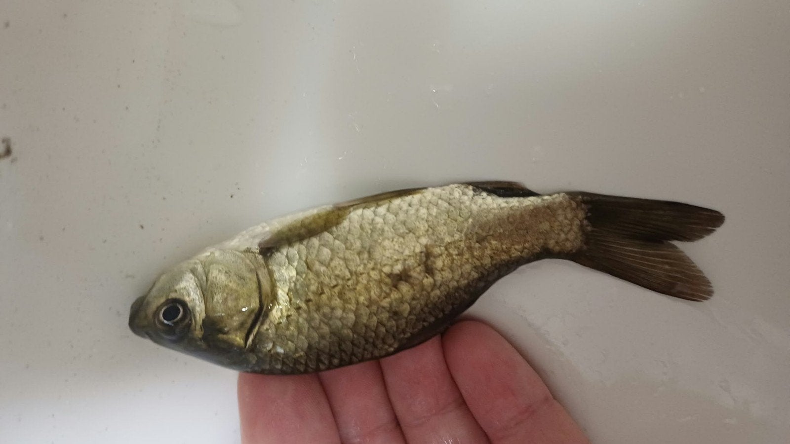 vijvervissen, Karper of Koi