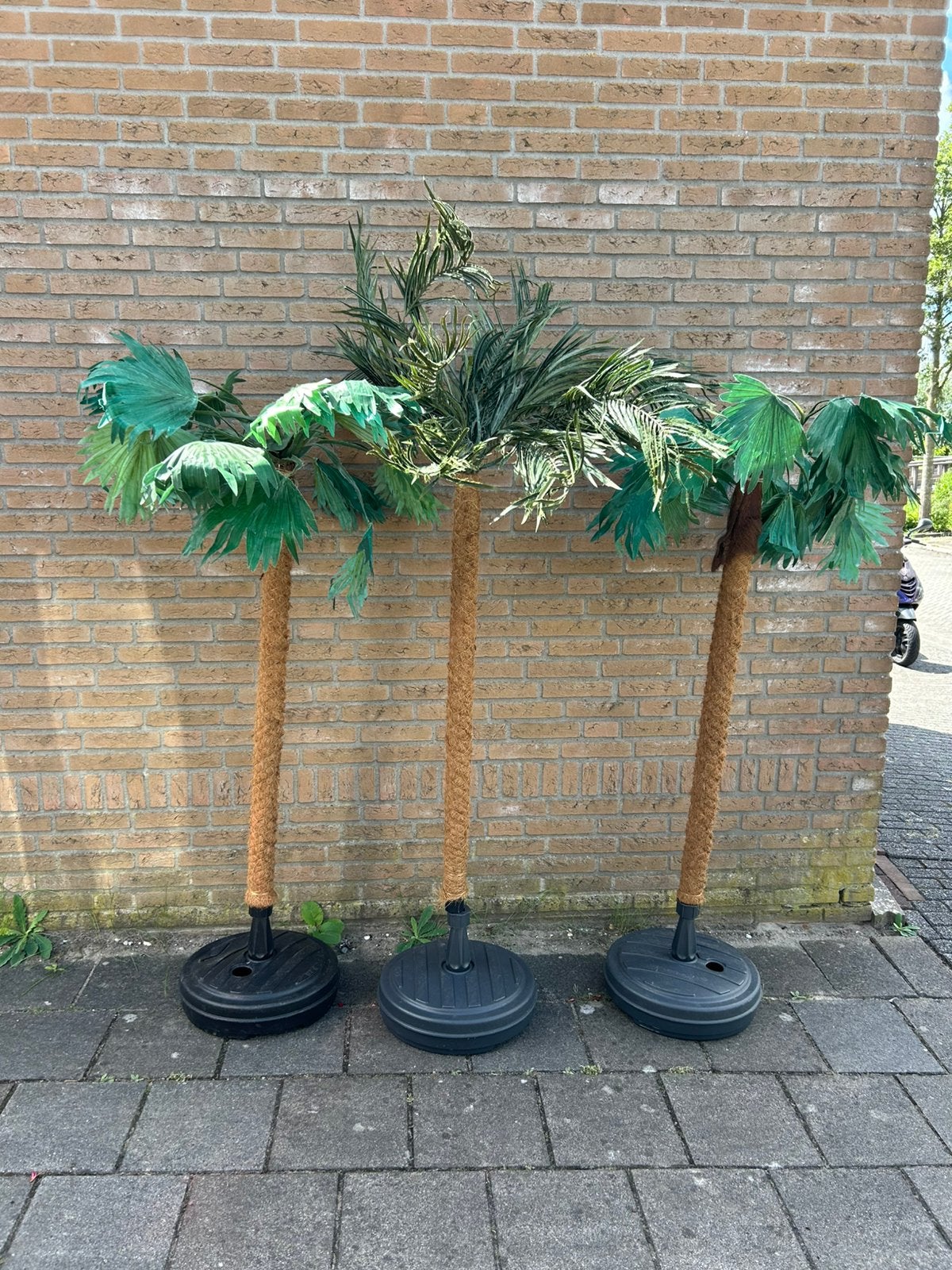 3x palm te huur - in voet - € 7,50 per stuk - palmbomen, Ophalen, Overige