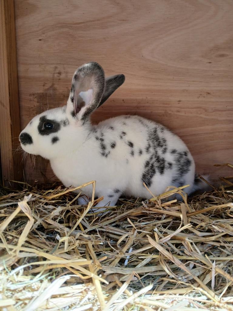 Mooie  Rex ram, Dieren en Toebehoren, Konijnen, Mannelijk, Middelgroot, 0 tot 2 jaar