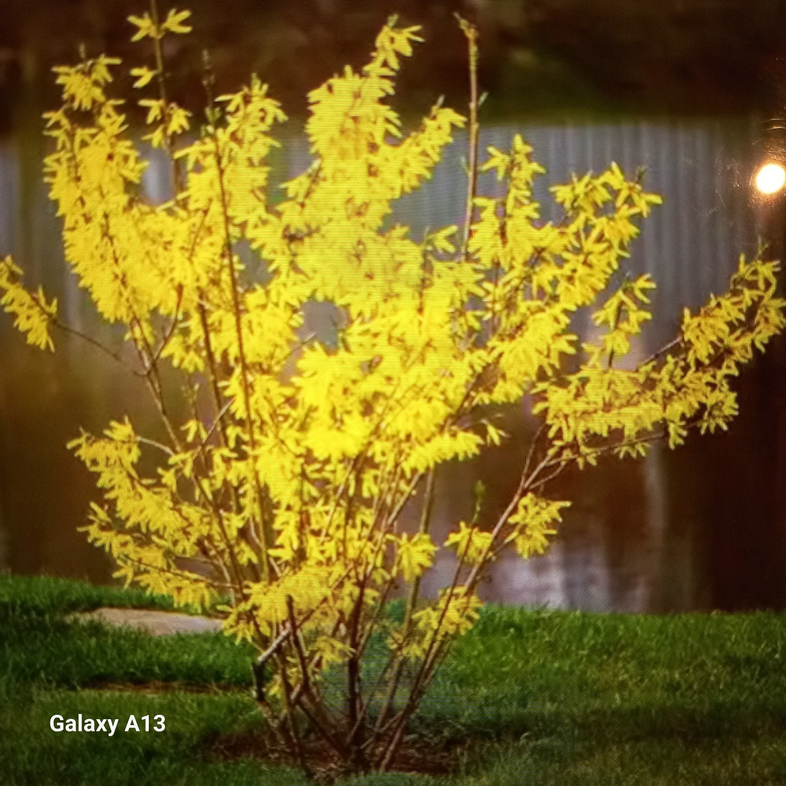 Forsythia tuinplanten - Vroege bloeier voor uw tuin, Volle zon, Vaste plant, Lente, Ophalen