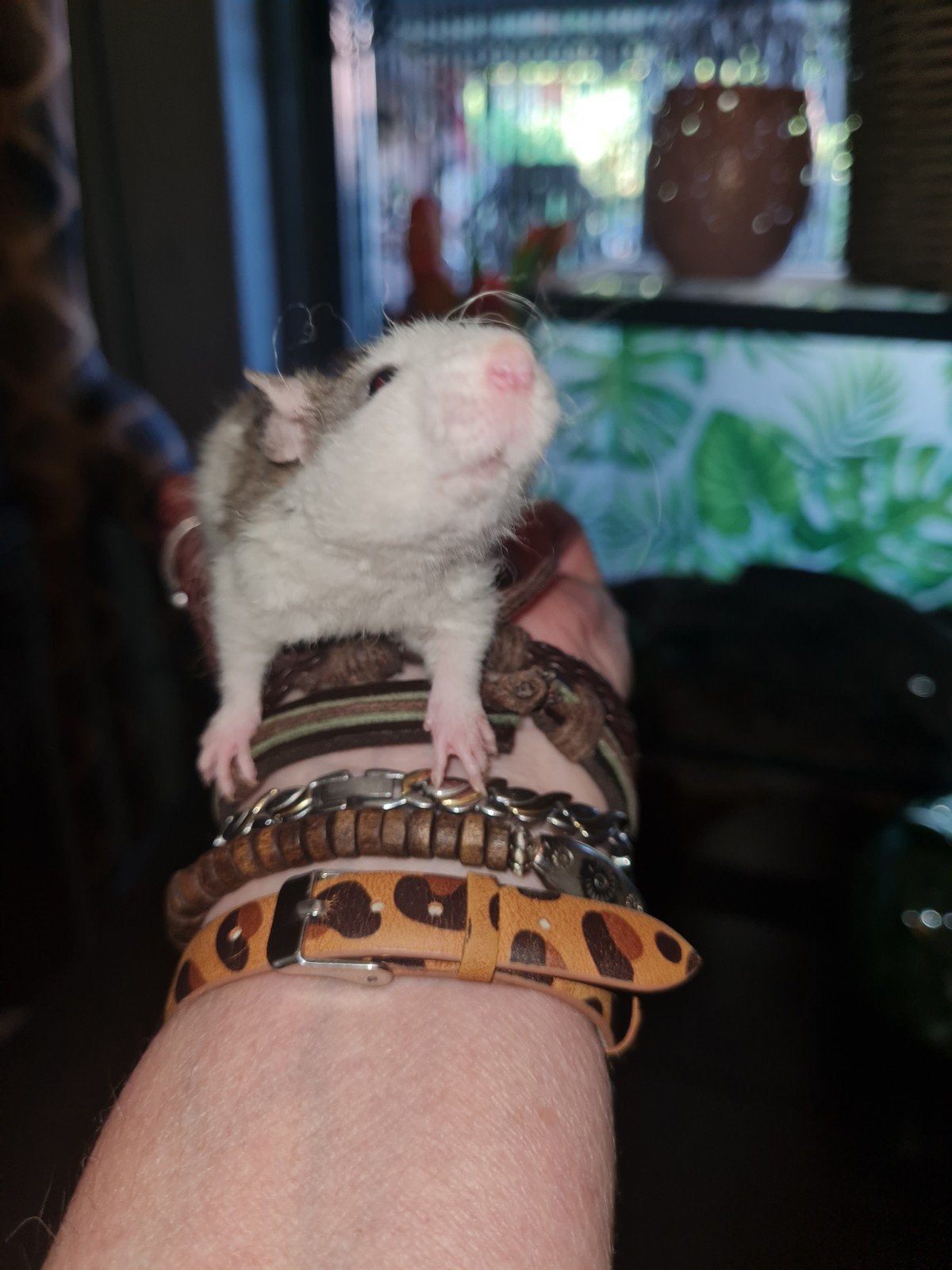 Super lieve jonge ratjes, Rat, Mei, Meerdere dieren, Tam