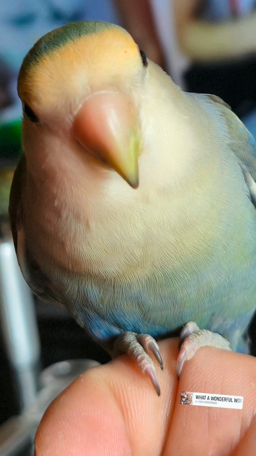 Vogeltje  Weg Gevlogen Beloning €150 Berg En Terblijt, Geslacht onbekend, Dwergpapegaai of Agapornis, Tam
