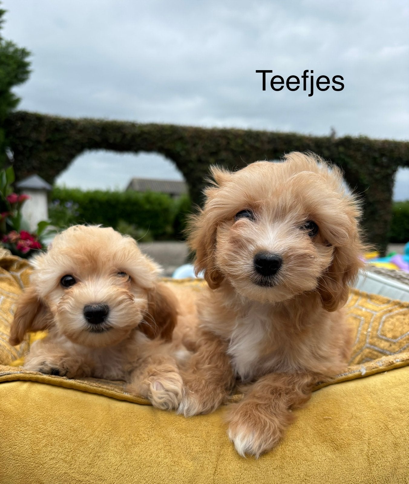 Maltipoo pups, Dieren en Toebehoren, Nederland, Overige rassen, 8 tot 15 weken, Meerdere