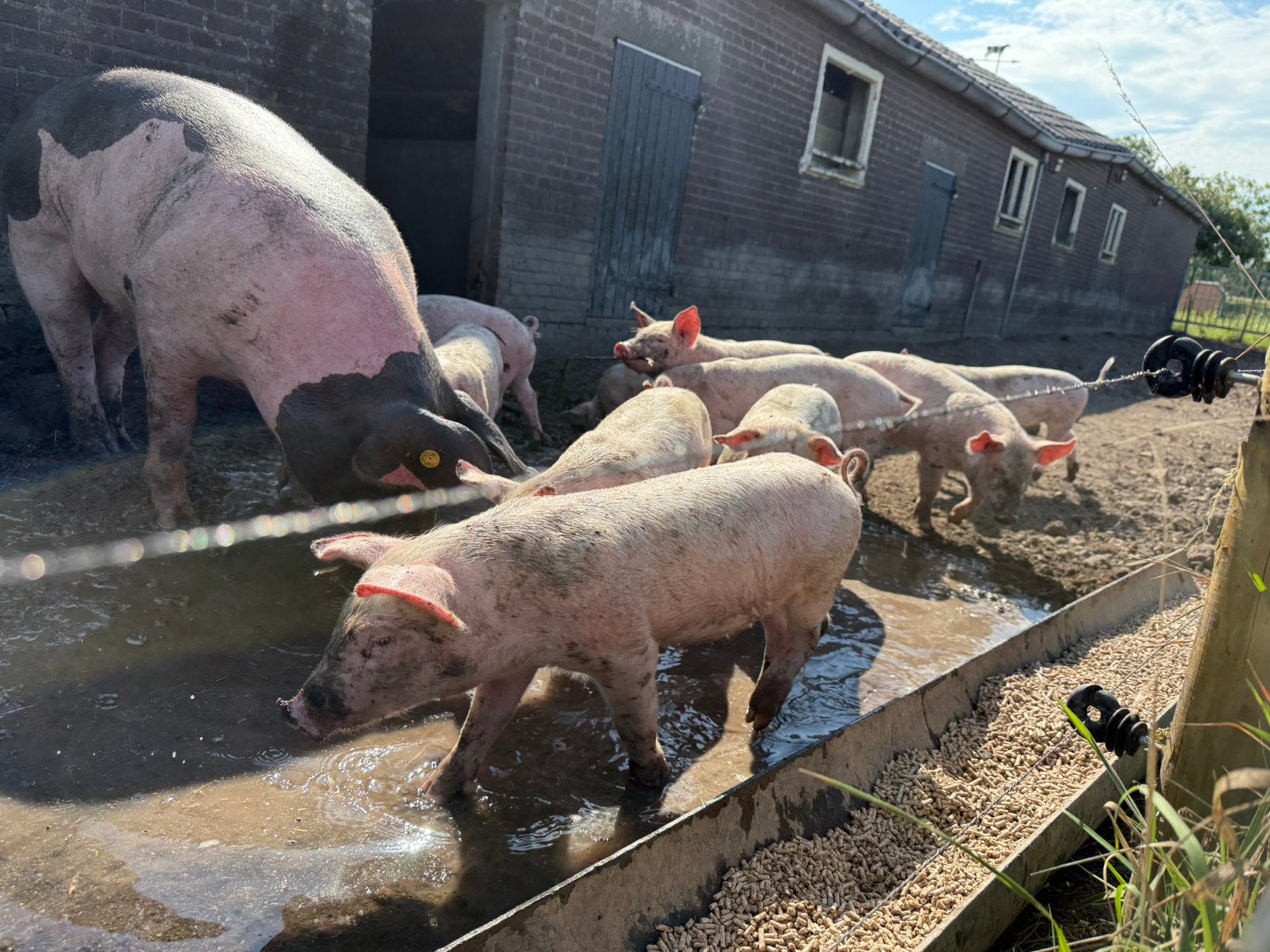 Yorkshire biggen, Dieren en Toebehoren, Meerdere dieren, Varken