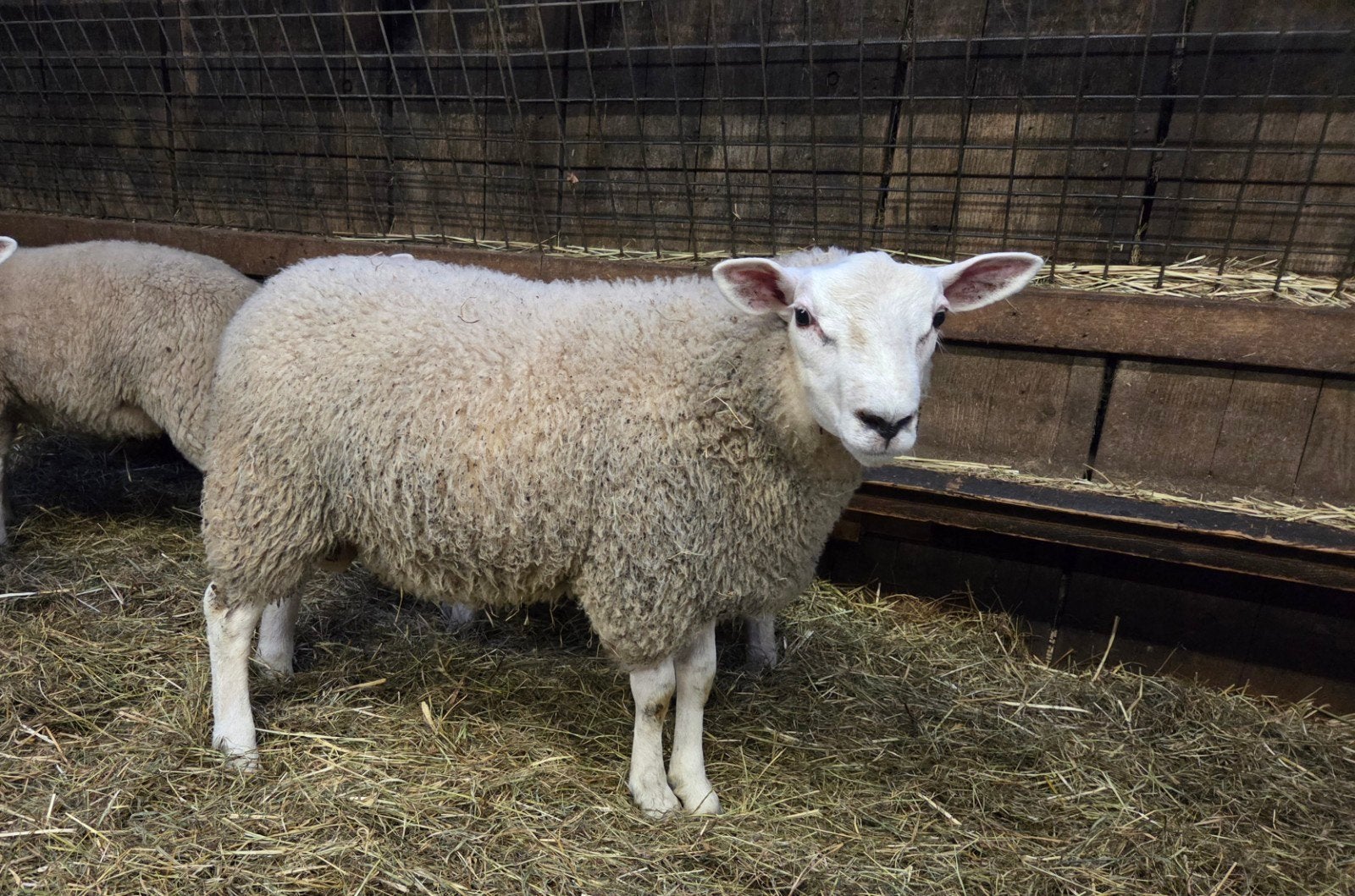 Swifter dekrammen, Mannelijk, Schaap