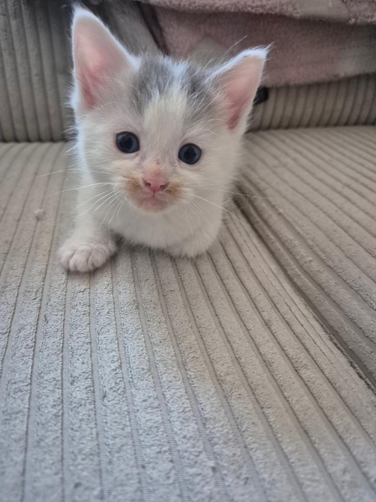 Maine coon kruising kitten, Dieren en Toebehoren, Katten en Kittens | Raskatten | Korthaar, Poes, Ontwormd, 0 tot 2 jaar