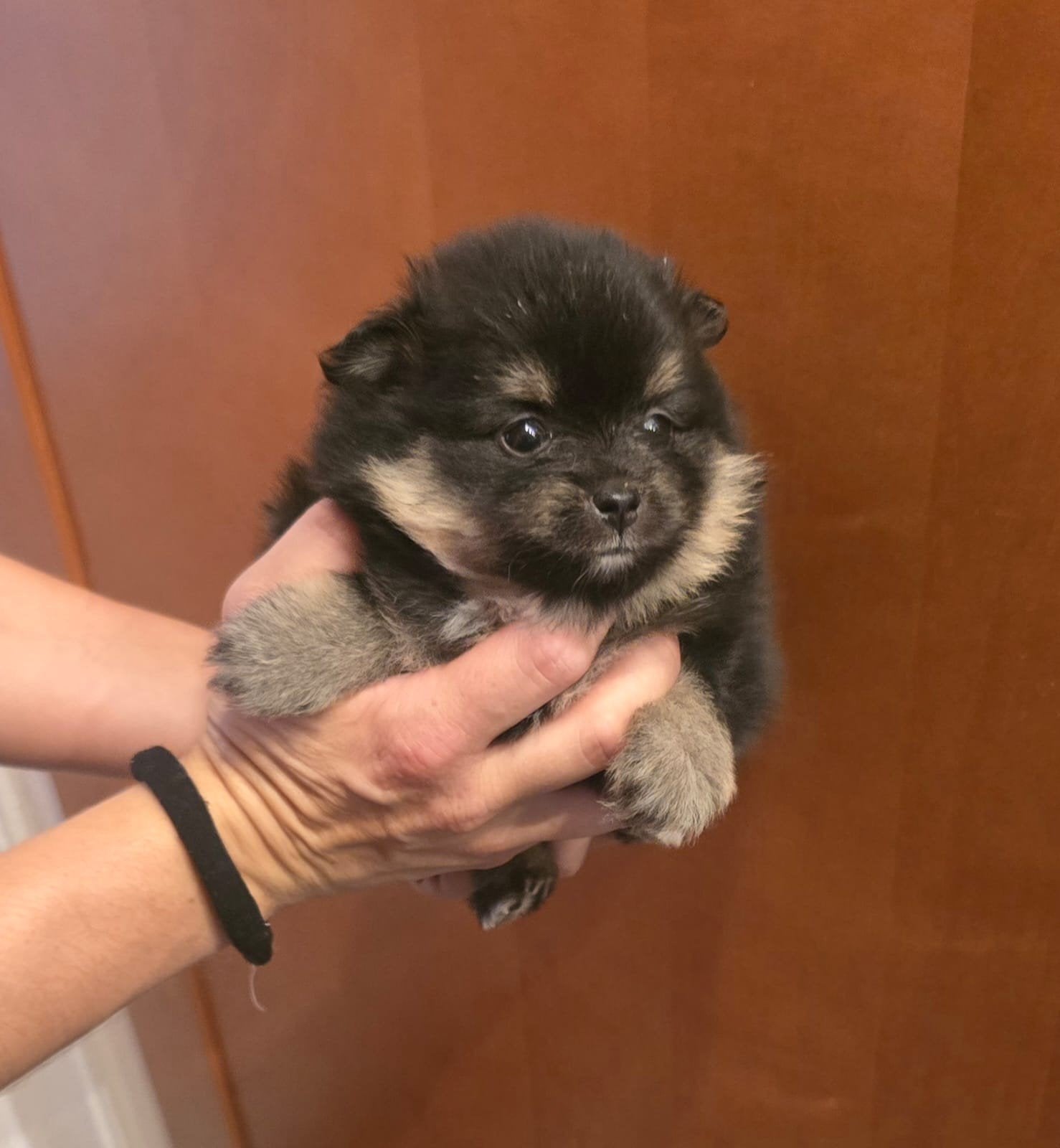  Te koop: Prachtige Mini Pomeriaan pups, Dieren en Toebehoren, Overige rassen, 8 tot 15 weken, Meerdere, Meerdere dieren