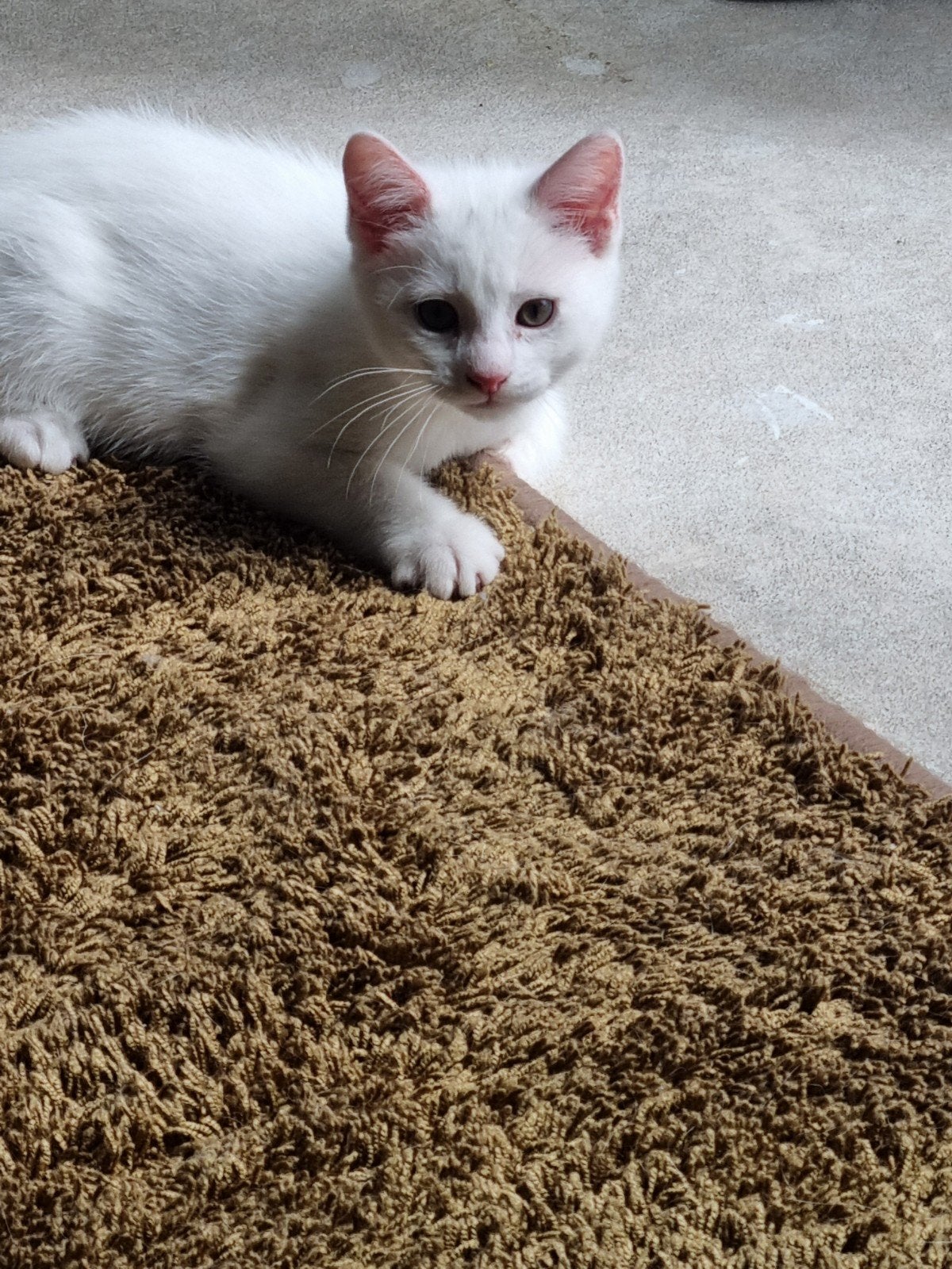 Kruising angora kater en cyprse kitten