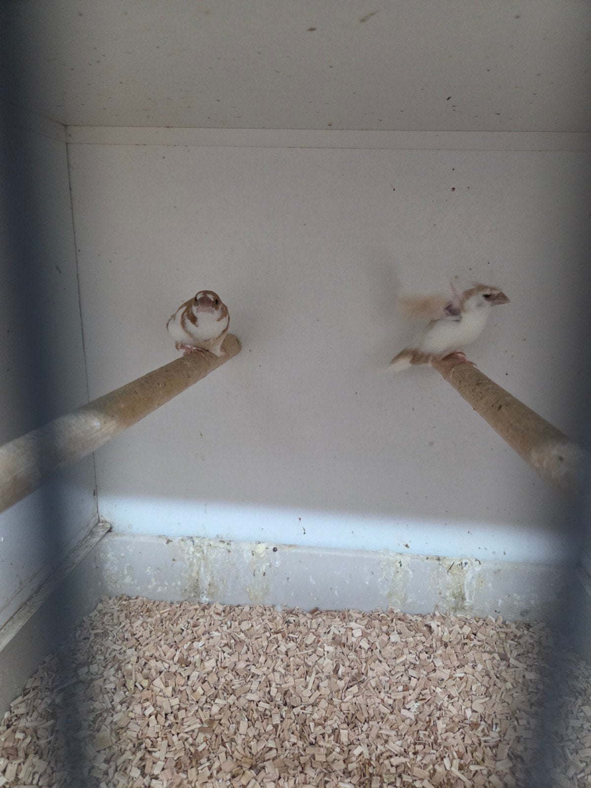 Bonte japanse meeuwen, Dieren en Toebehoren, Vogels | Overige Vogels, Meerdere dieren
