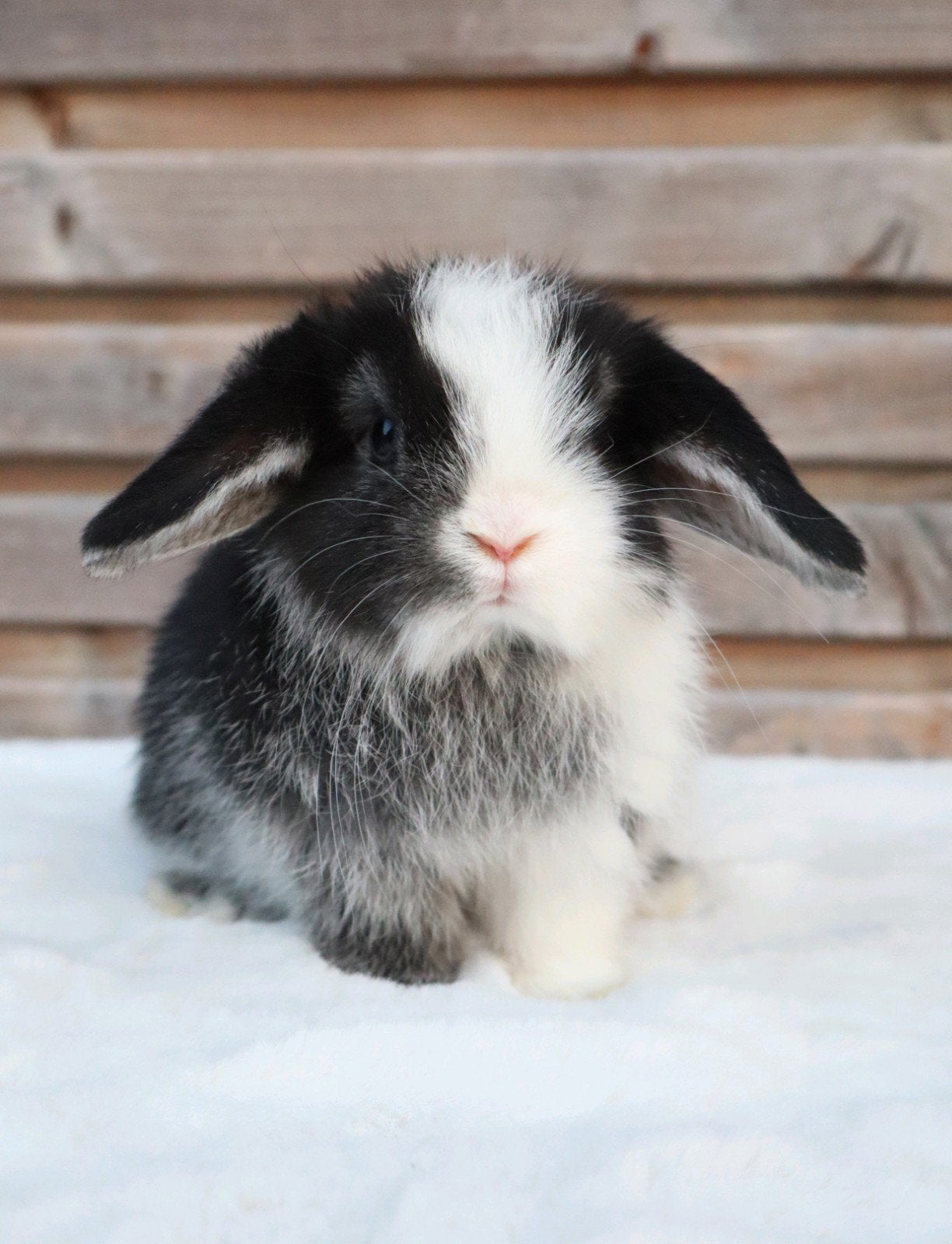 lieve minilop konijntjes, Dieren en Toebehoren, Konijnen, Meerdere dieren