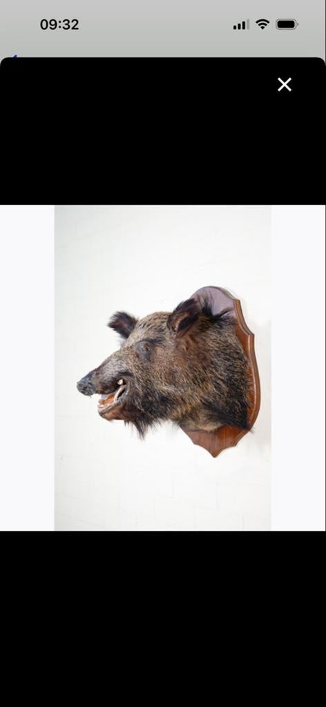 Opgezette Wild Zwijn Kop - Uniek Decoratiestuk, Verzamelen, Verzenden, Gebruikt, Wild dier, Opgezet dier