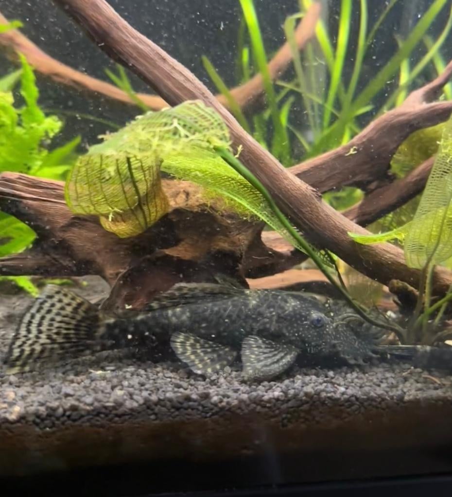 Jonge algeneters, normaal & albino, Dieren en Toebehoren, Vissen | Aquariumvissen, Vis, Zoetwatervis