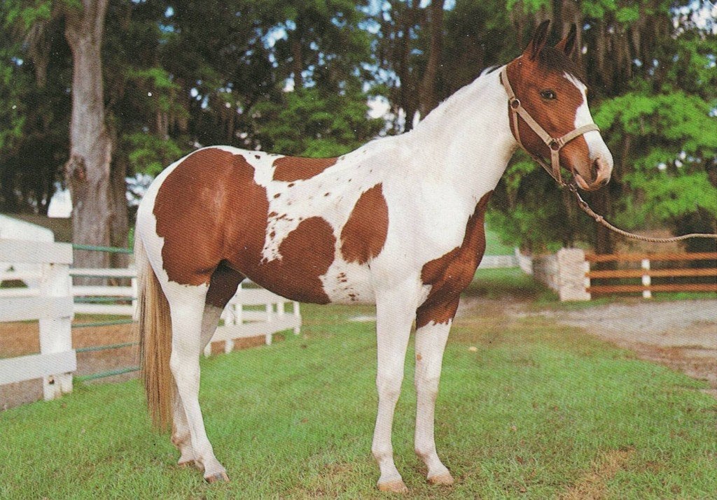 Bruin wit paard 514, Verzamelen, Ophalen of Verzenden, 1980 tot heden, Ongelopen, Paard