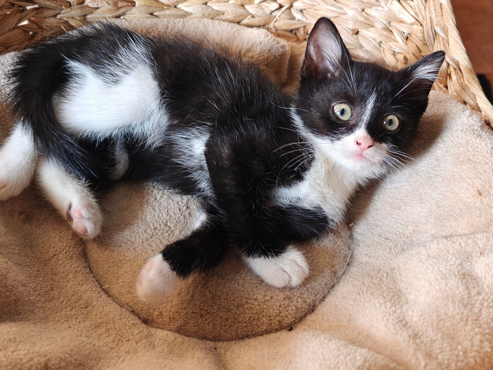Kitten Zwart Wit, Dieren en Toebehoren, Katten en Kittens | Raskatten | Korthaar, Kater, Ontwormd, 0 tot 2 jaar