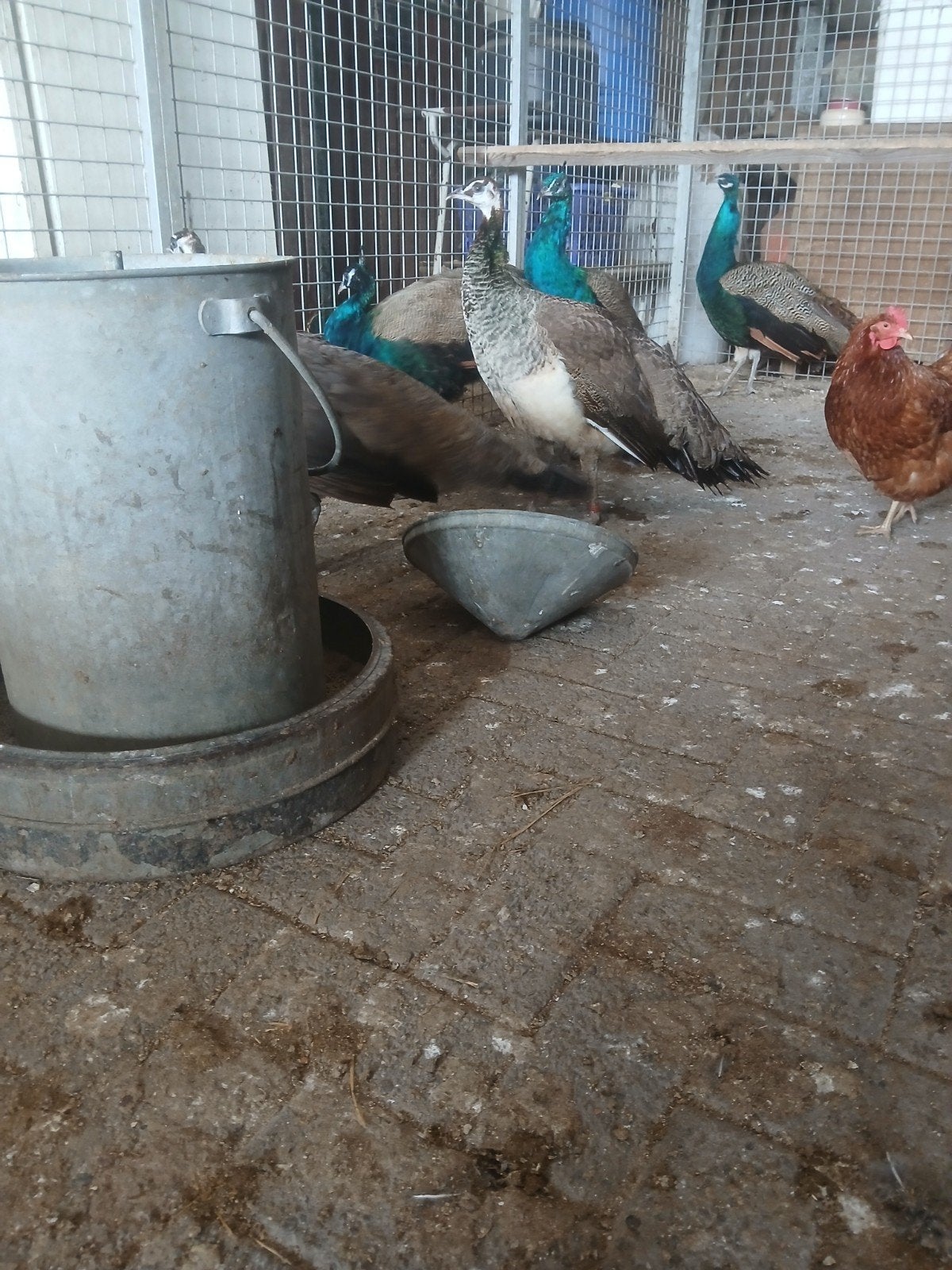 Pauwen te koop!, Mannelijk, Overige soorten