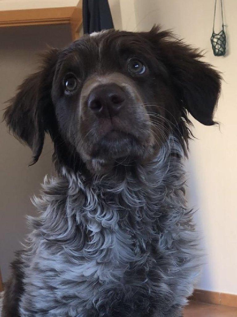 ACE: Echo is een energiek hondje, Particulier, 15 weken tot 1 jaar, Reu, Buitenland