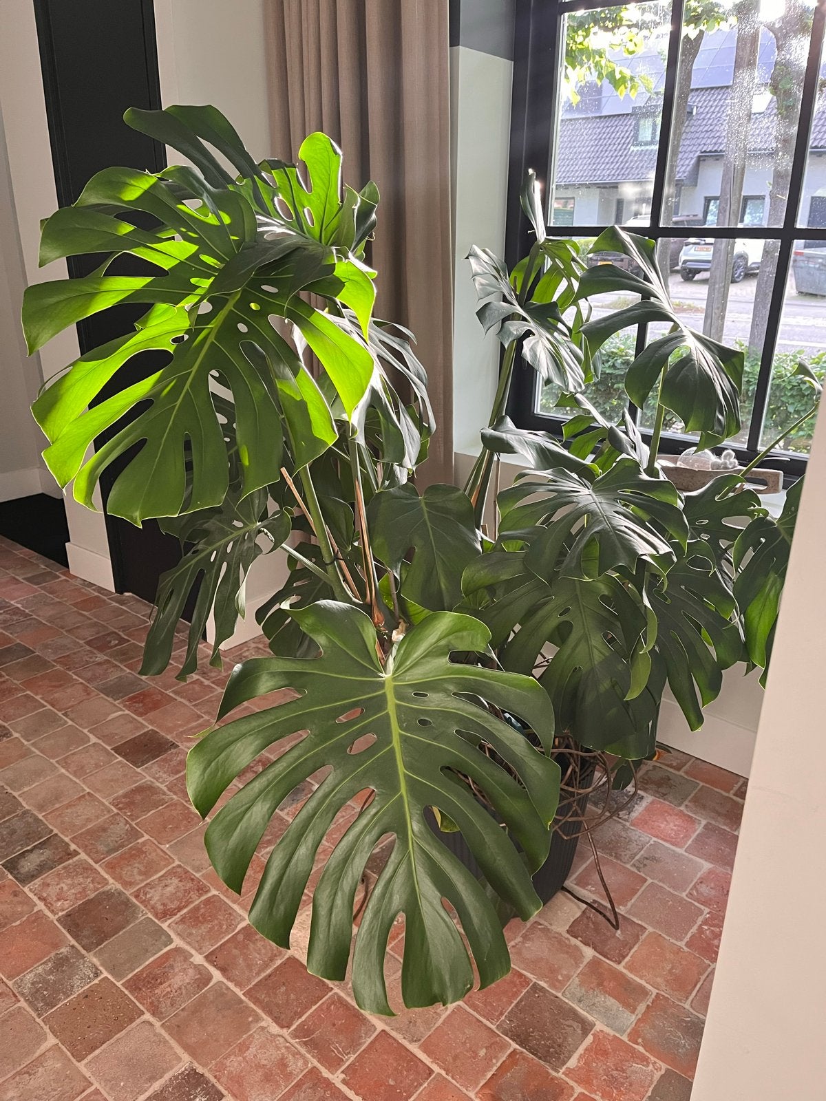 Grote Monstera Deliciosa - 160 cm hoog, Huis en Inrichting, Kamerplanten, Ophalen, Overige soorten, Halfschaduw, In pot