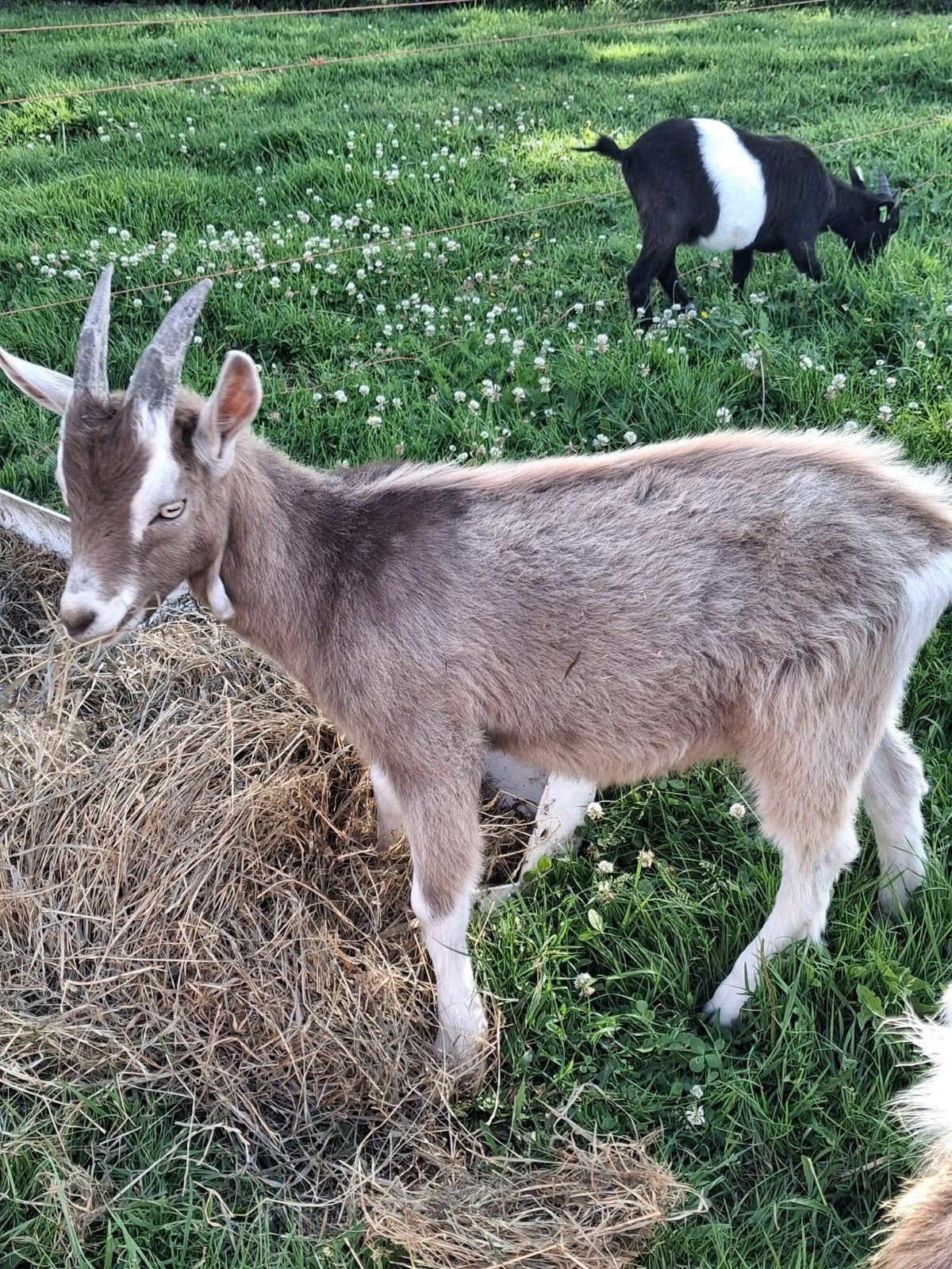 Toggenburger bokje, Dieren en Toebehoren, Schapen, Geiten en Varkens, Mannelijk, Geit