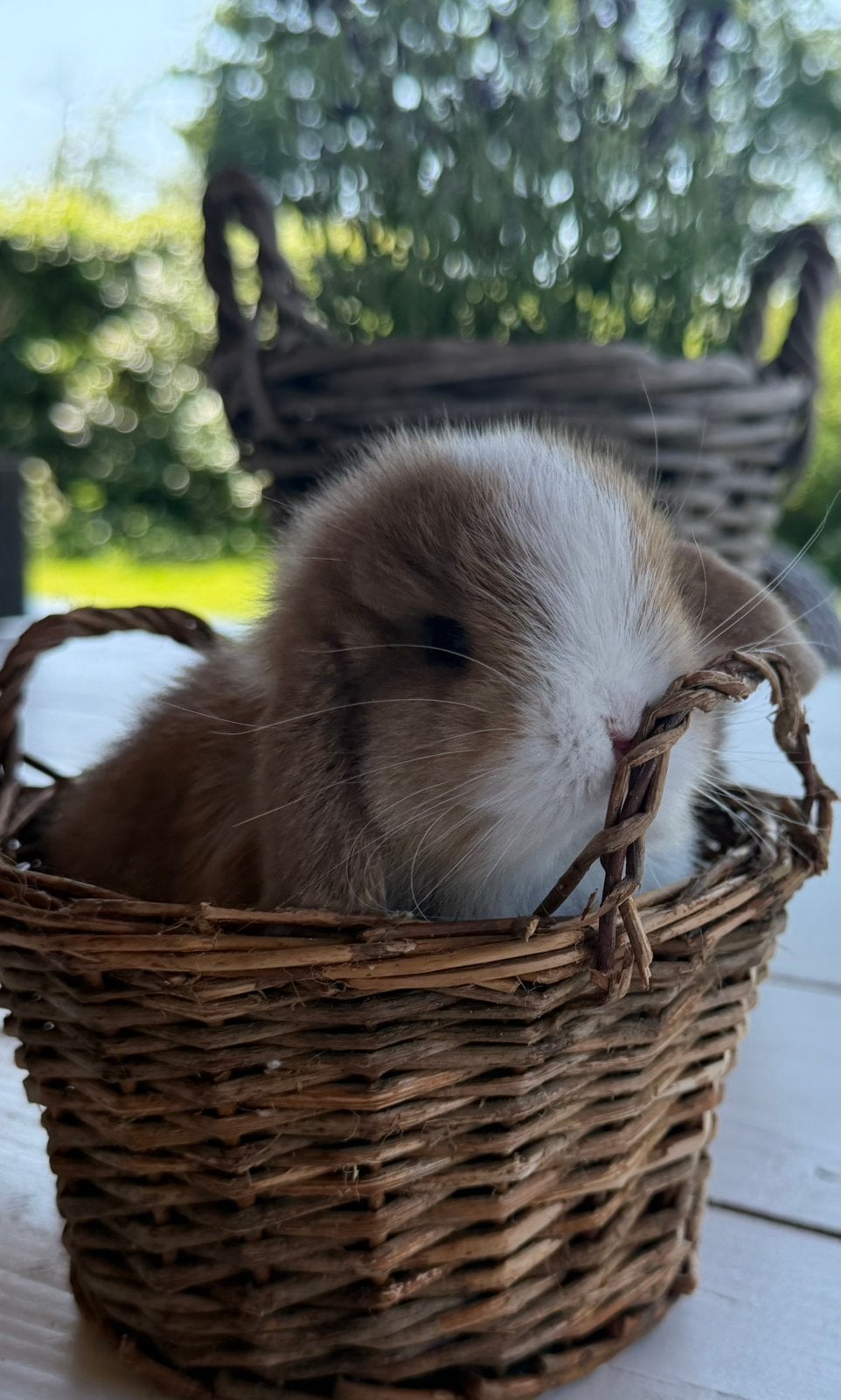 Minilop/Teddy dwerg koppeltje - klaar om te verhuizen, Dieren en Toebehoren, Meerdere dieren, Dwerg, Hangoor, 0 tot 2 jaar