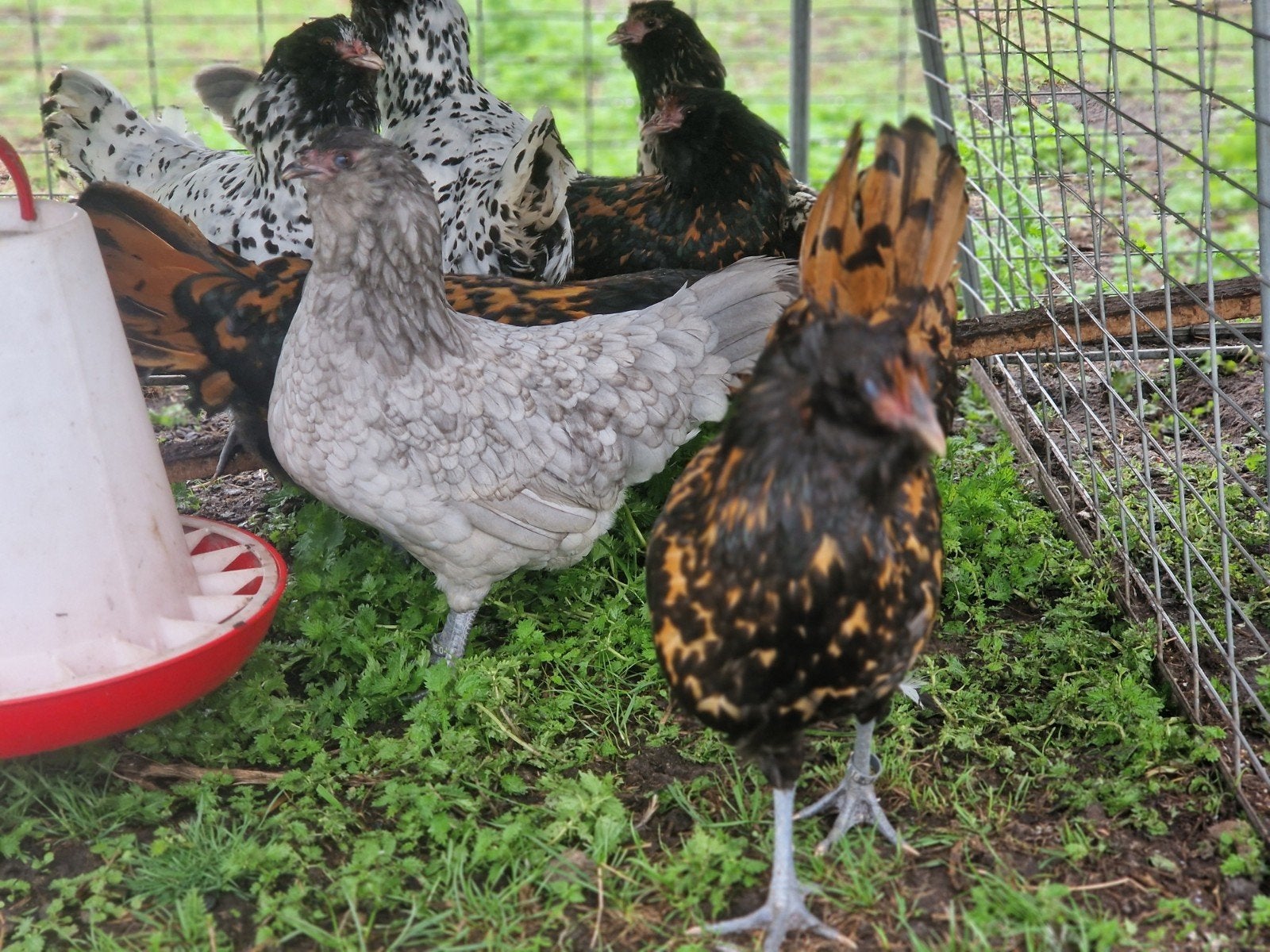 te koop mooie uilebaard kippen met of zonder haan, Dieren en Toebehoren, Pluimvee, Meerdere dieren, Kip