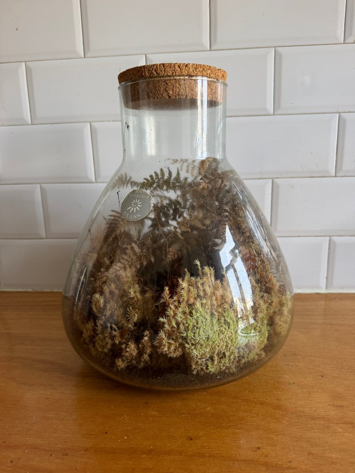 Terrarium met varens en mos in erlenmeyer, Overige soorten, In pot, Minder dan 100 cm, Groene kamerplant