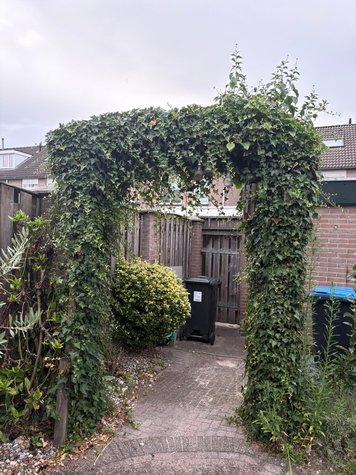 Klimop boog met prachtige volgroeide klimop – tuinboog, Tuin en Terras, Ophalen