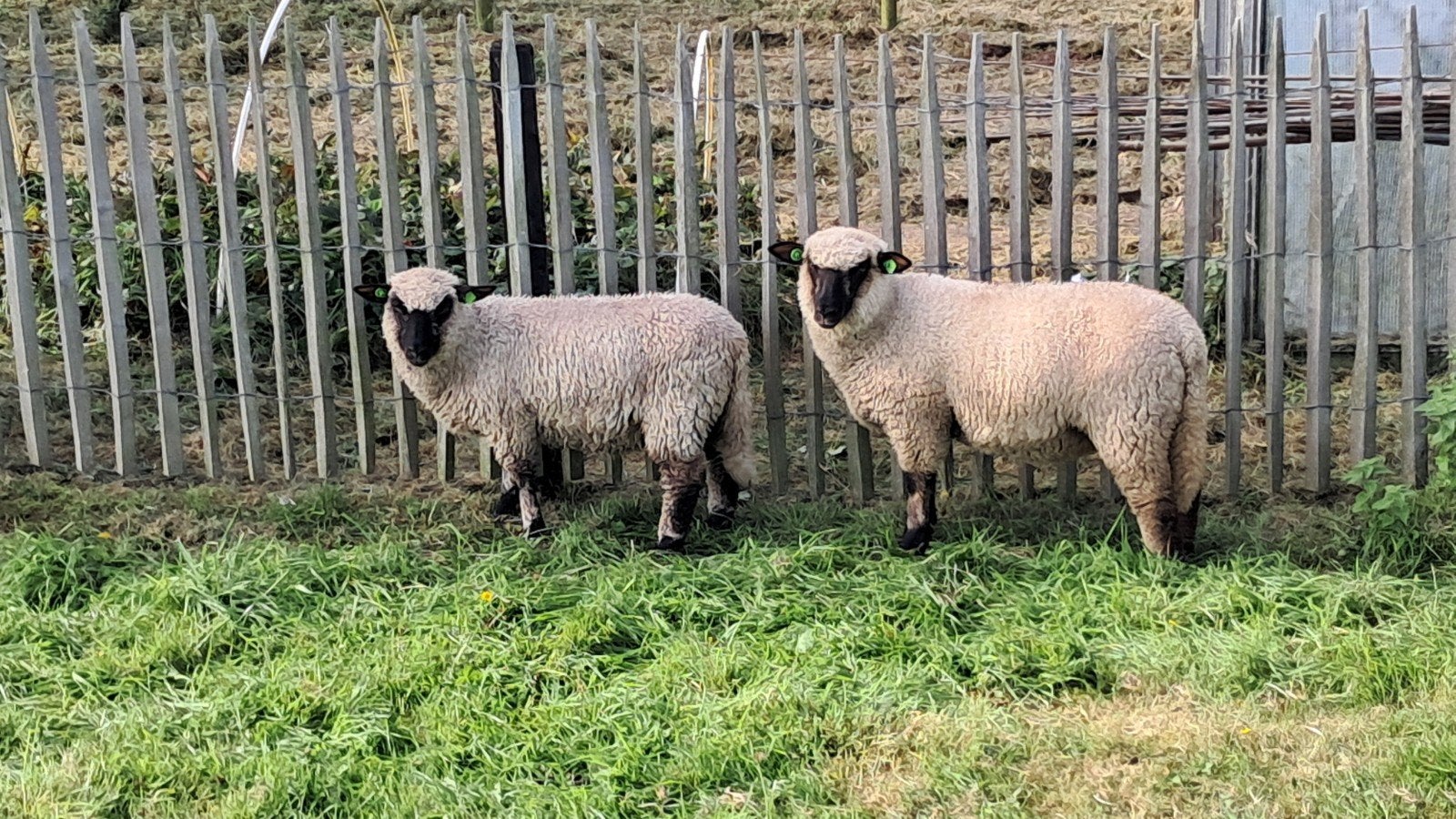 shropshire ooilammeren en ooi, Dieren en Toebehoren, Vrouwelijk, Schaap
