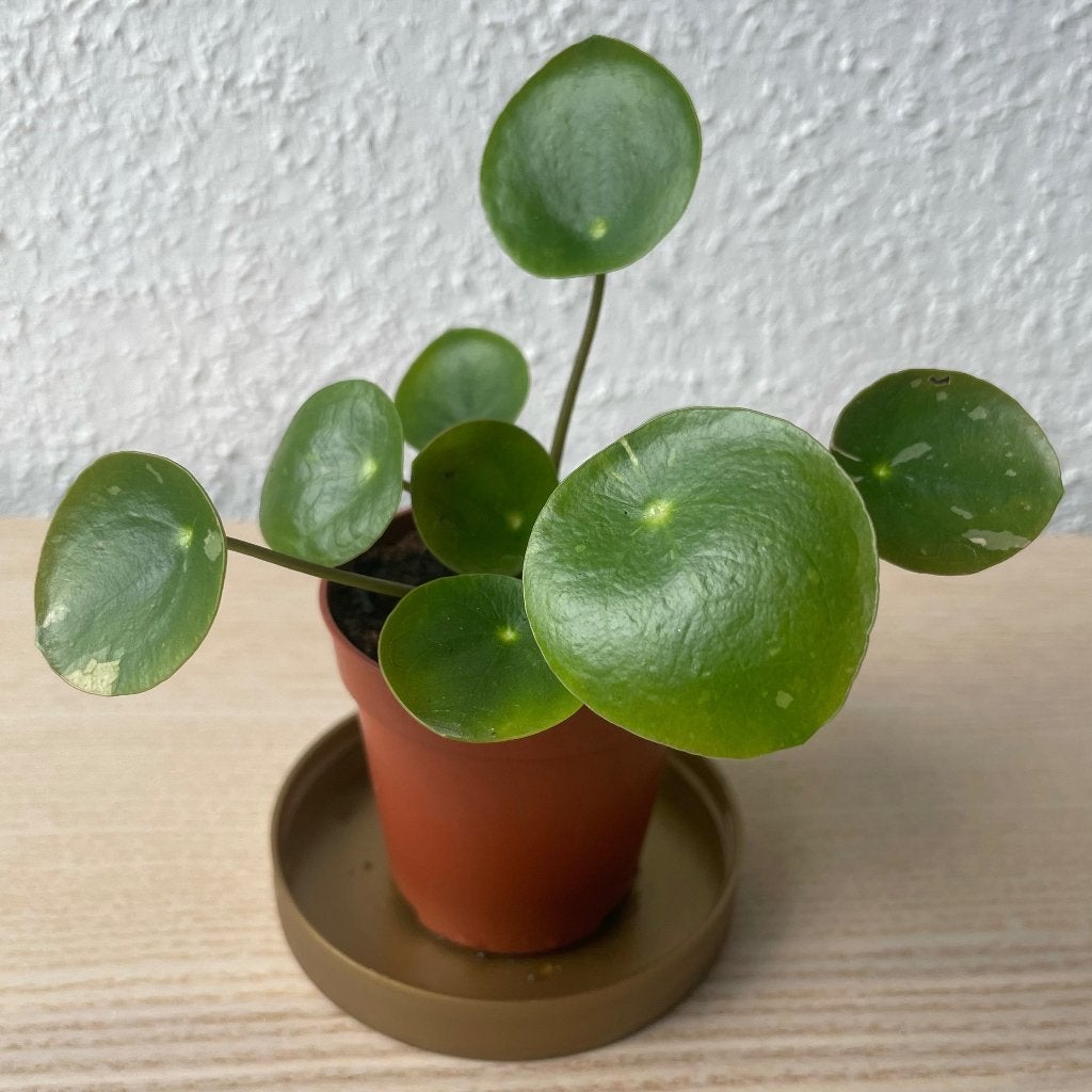 Pilea ‘White Splash’ stekje, Ophalen, Overige soorten, Halfschaduw, In pot