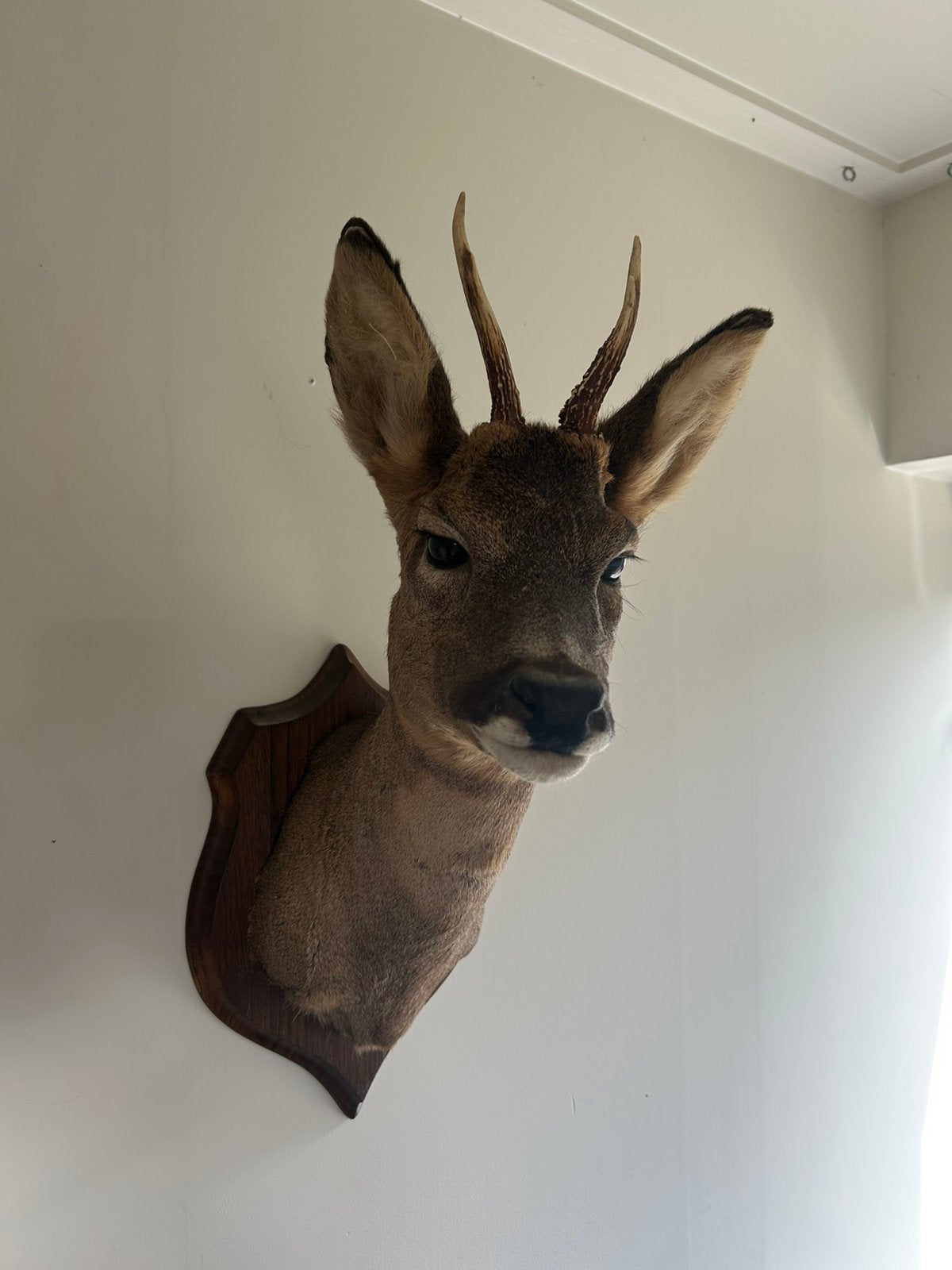 Opgezete herten hoofd uit frankrijk, Verzamelen, Dierenverzamelingen, Ophalen, Zo goed als nieuw, Paard, Beeldje of Figuurtje