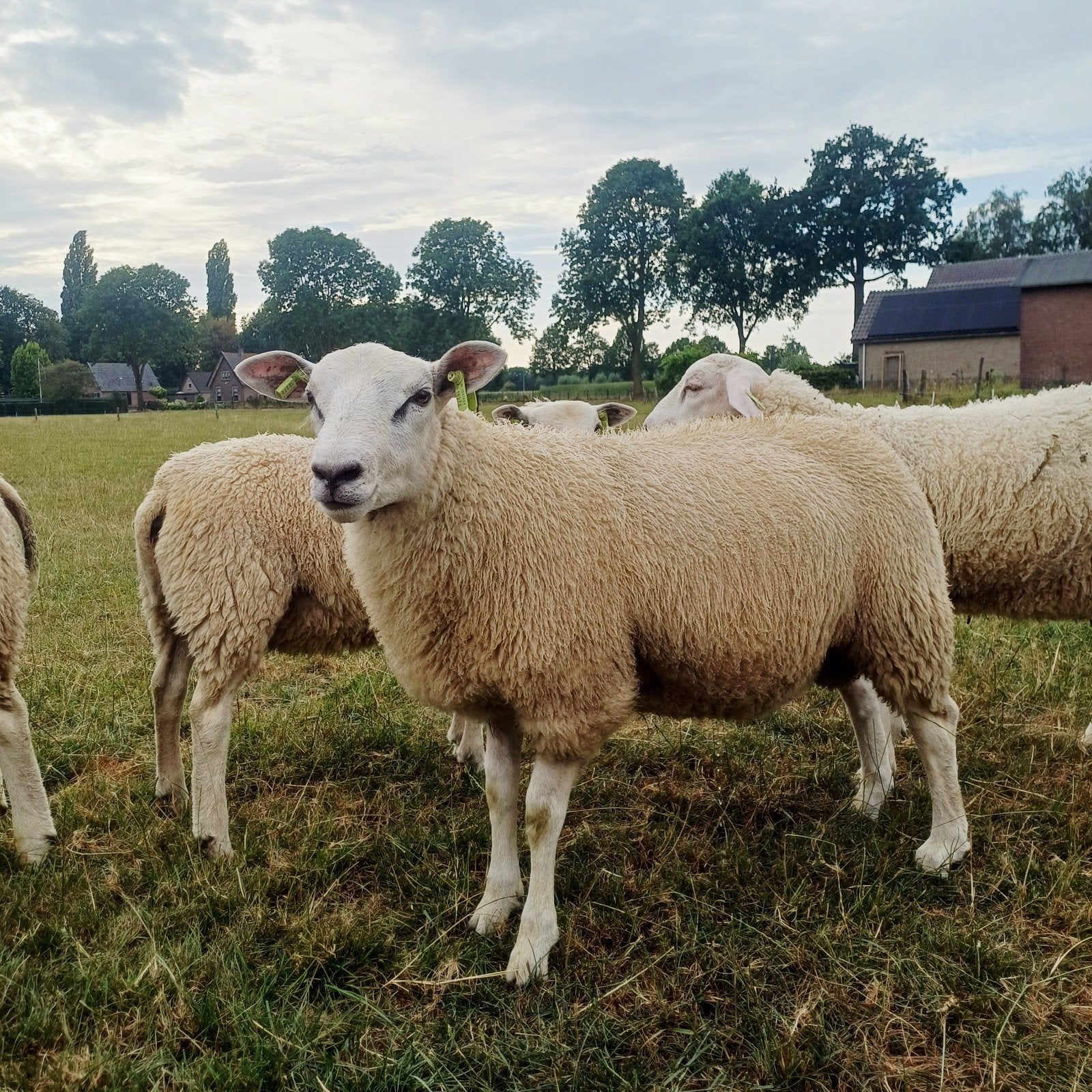 swifter stamboek dekrammen en fokooilammeren, Dieren en Toebehoren, Schapen, Geiten en Varkens, Meerdere dieren, Schaap