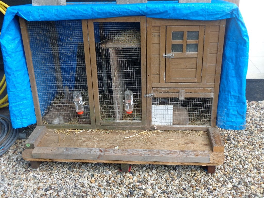 Konijnen, Dieren en Toebehoren, Ophalen, Gebruikt