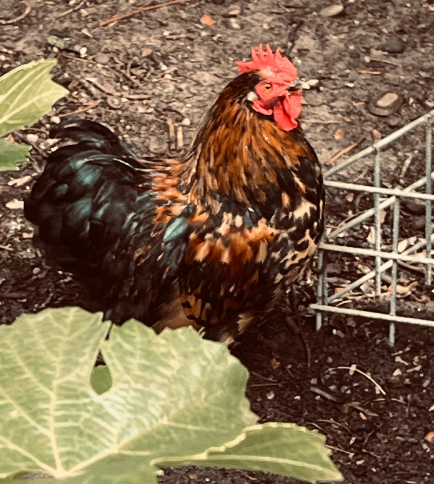 Gratis cochinkriel haantjes, Mannelijk, Kip