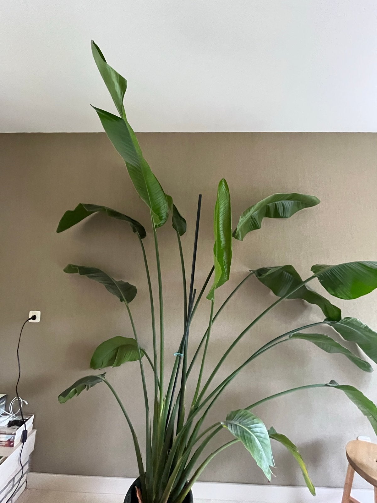 Grote Strelitzia Nicolai - Paradijsvogelplant, Ophalen, 200 cm of meer, Overige soorten, In pot
