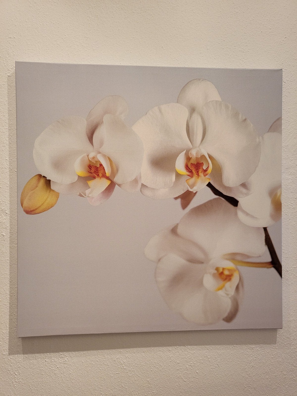 Ikea drieluik orchideeën, Ophalen, 50 – 75, 50 tot 75 cm, Print