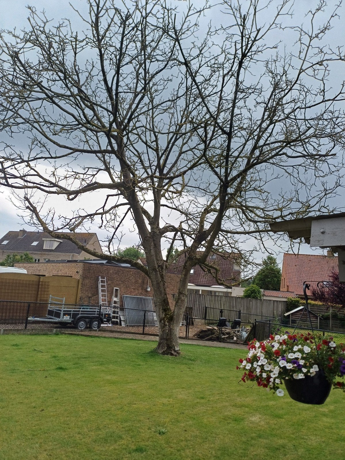 Notenboom, Minder dan 3 m³, Ophalen
